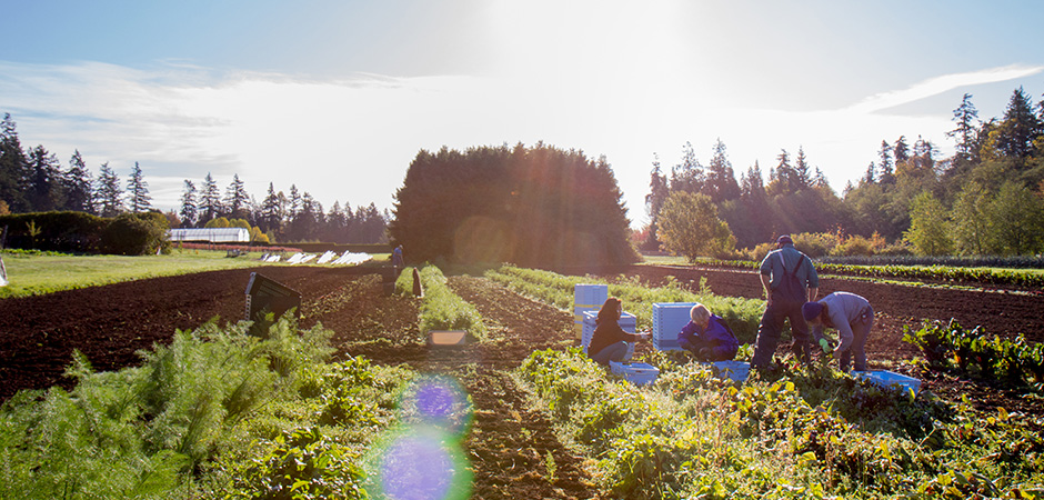 Workers harvesting vegetables in the field at UBC Farm