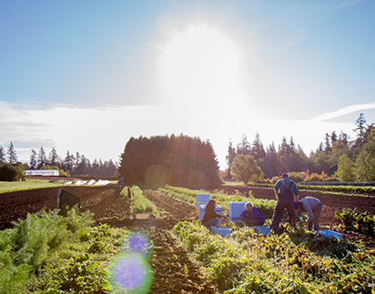 Workers in the field harvesting vegetables at UBC Farm